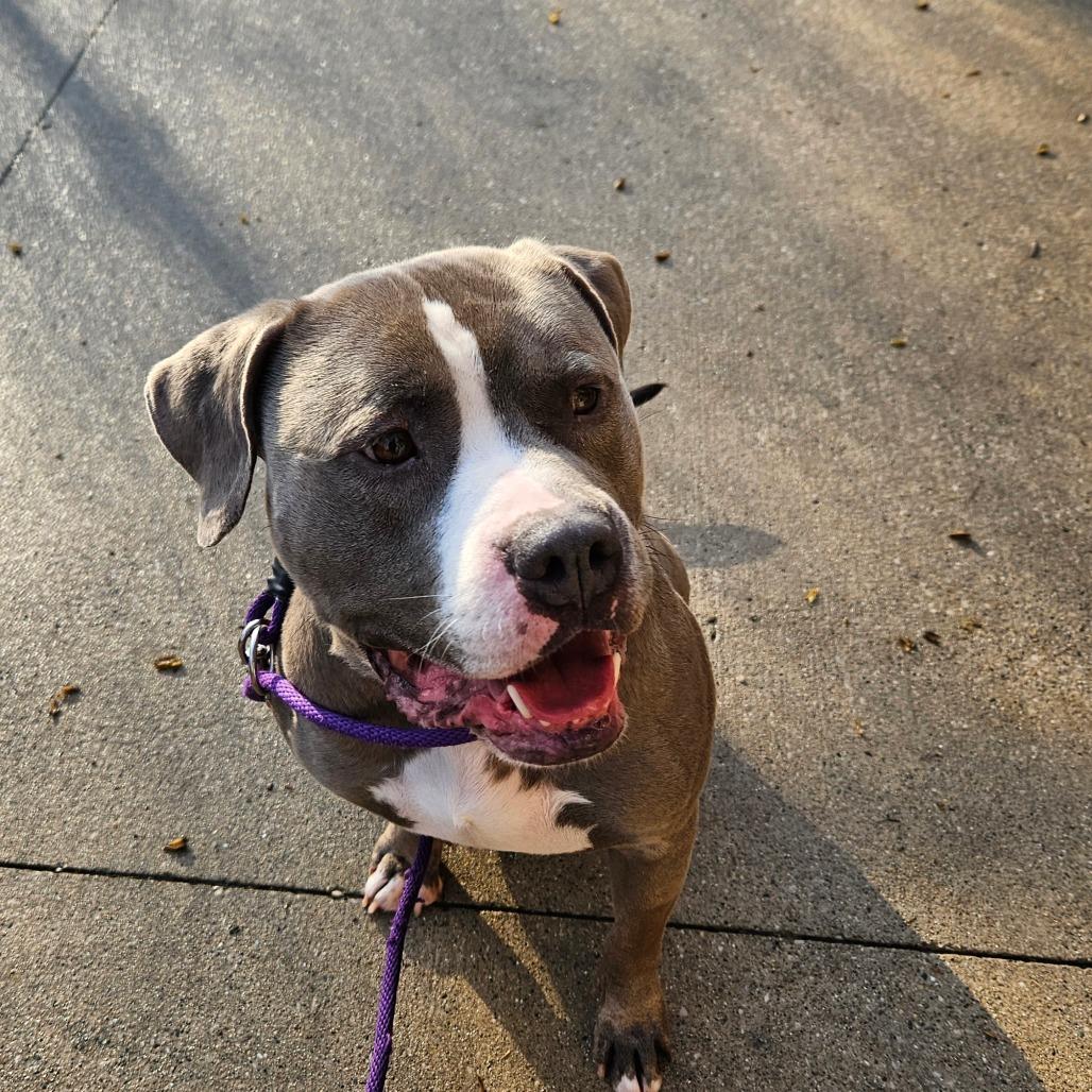 Bozo, a Adoptable American Staffordshire Terrier in Grand Rapids, MI image 3/6
