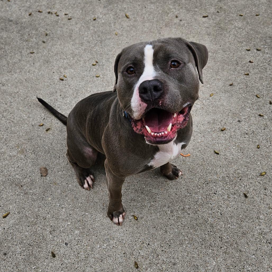 Bozo, a Adoptable American Staffordshire Terrier in Grand Rapids, MI image 4/6
