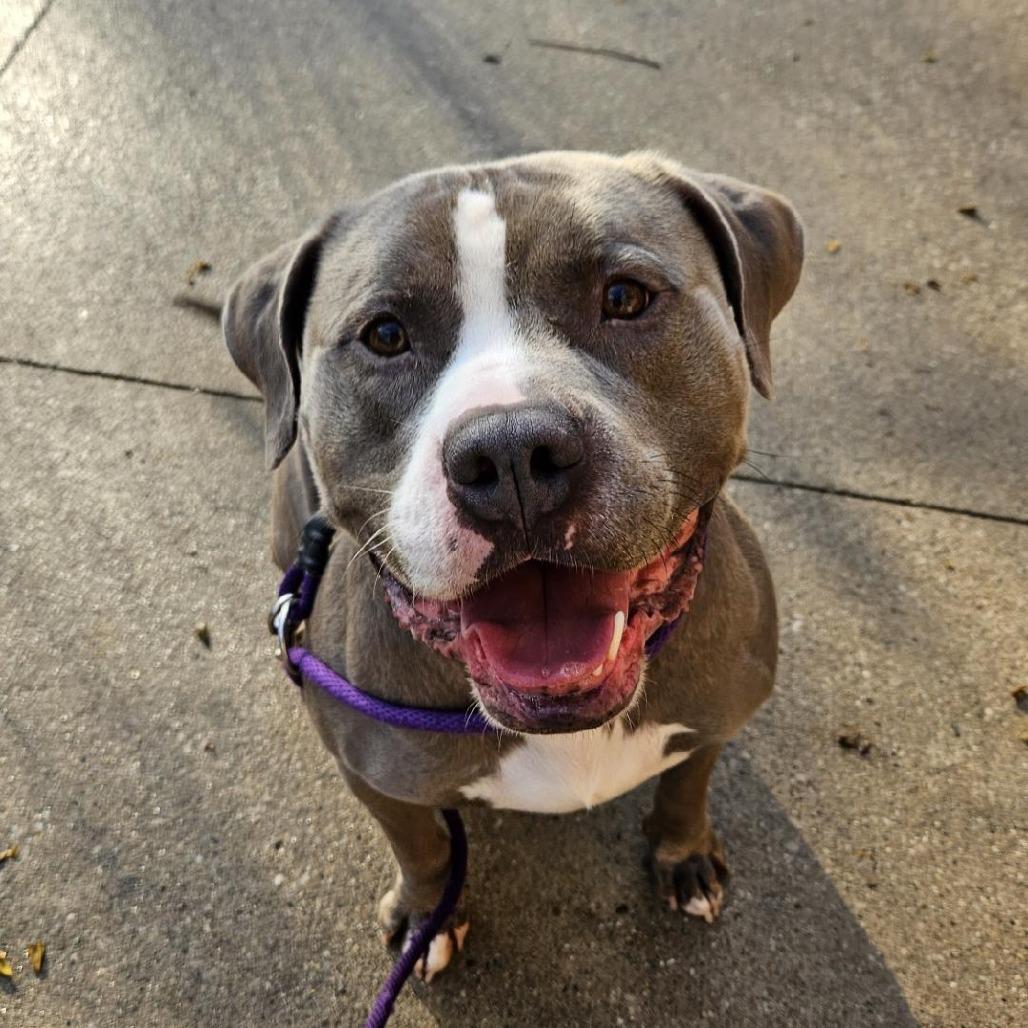 Bozo, a Adoptable American Staffordshire Terrier in Grand Rapids, MI image 5/6