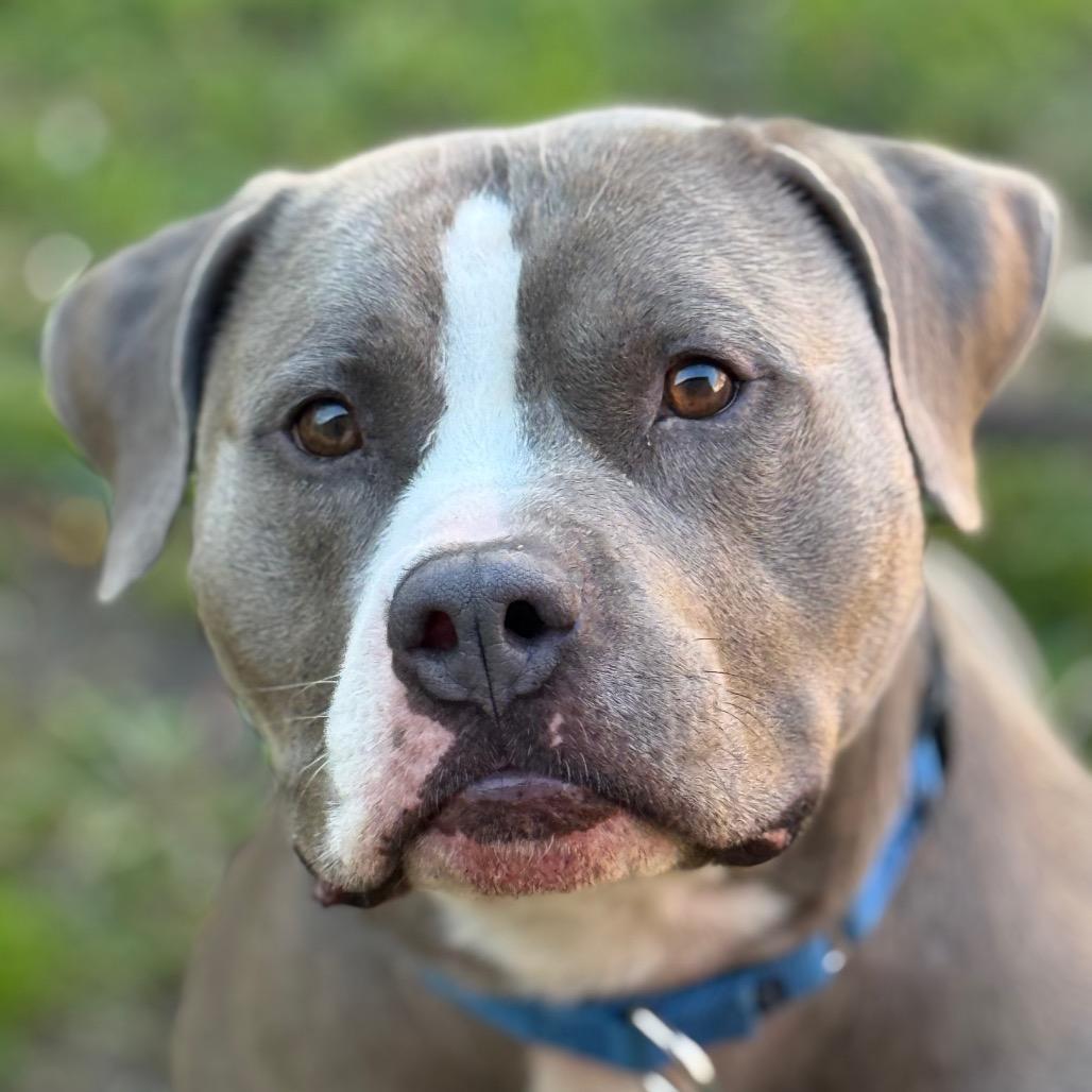 Bozo, a Adoptable American Staffordshire Terrier in Grand Rapids, MI image 6/6
