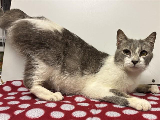 Enlarge KIKI, a Adoptable Domestic Short Hair in Sacramento, CA image 1/1