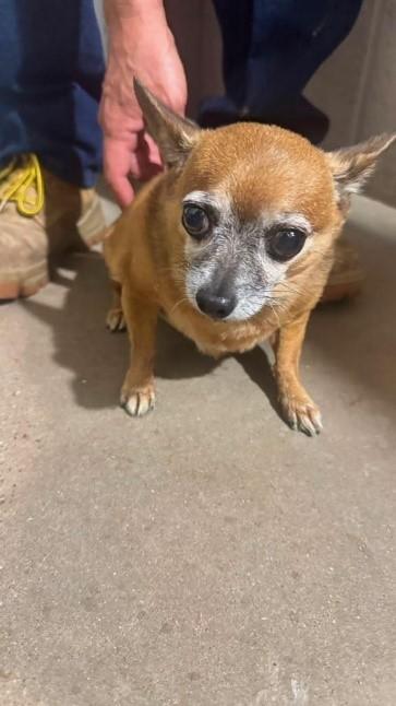 Negrete, Mocha, ADOPTABLE, Adult Male Terrier.