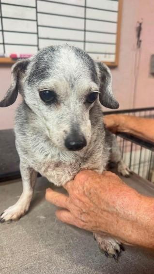 Negrete, Mocha, a ADOPTABLE mixed breed in Carlsbad, CA image 2/4