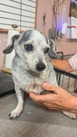 Negrete, Mocha, a ADOPTABLE mixed breed in Carlsbad, CA image 3/4