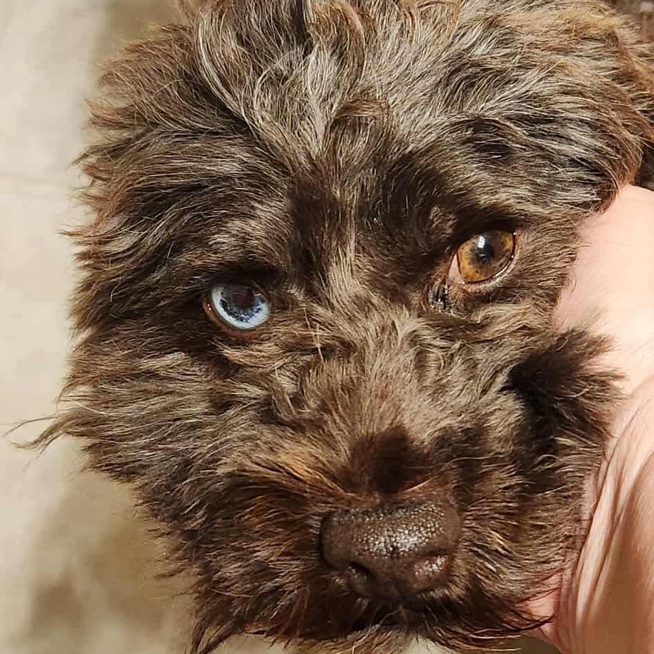 Enlarge Mochachino, a Adoptable mixed breed in Lakeport, CA image 4/4