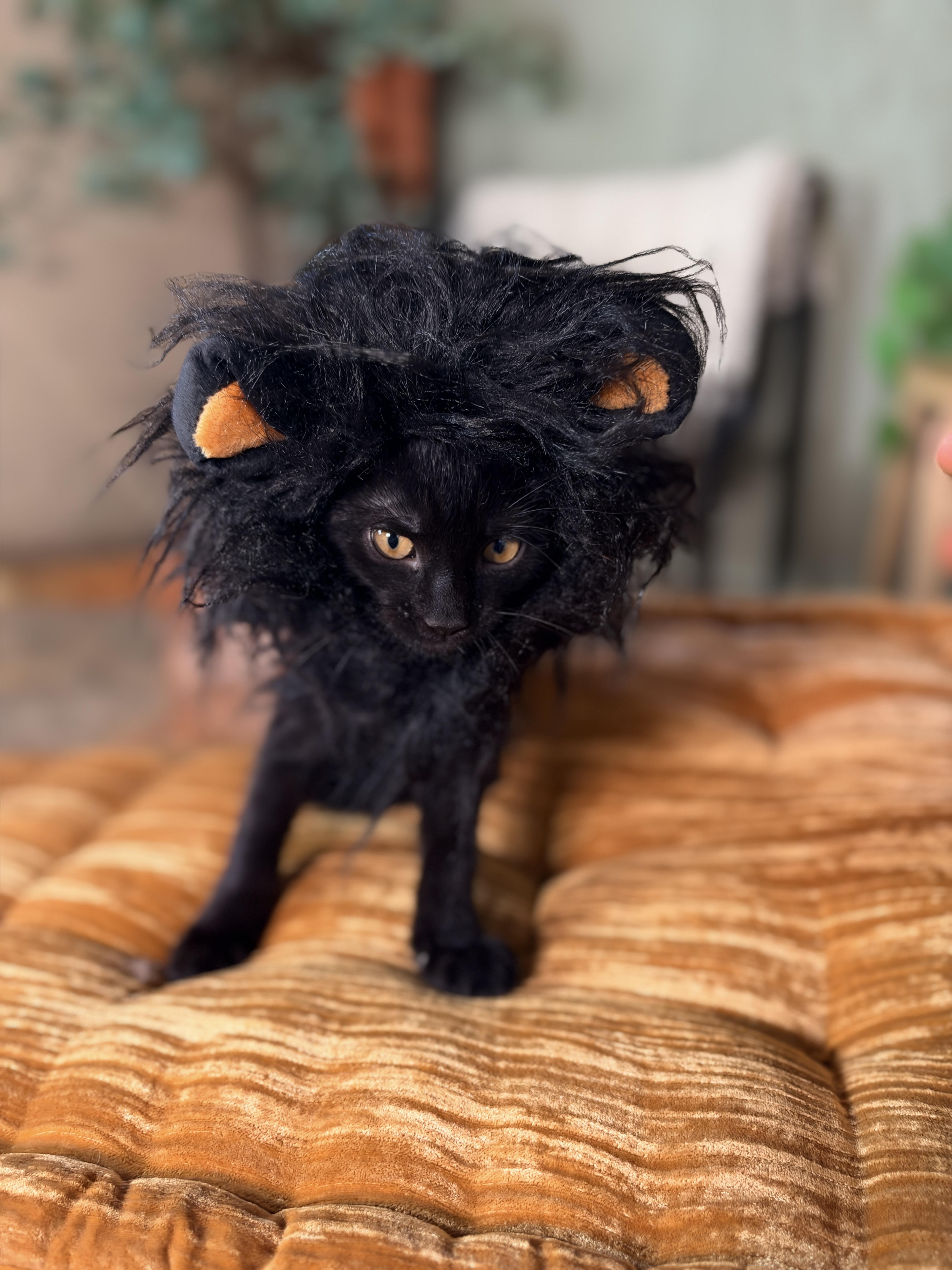 Cosmo, Adoptable, Kitten Male Domestic Short Hair.