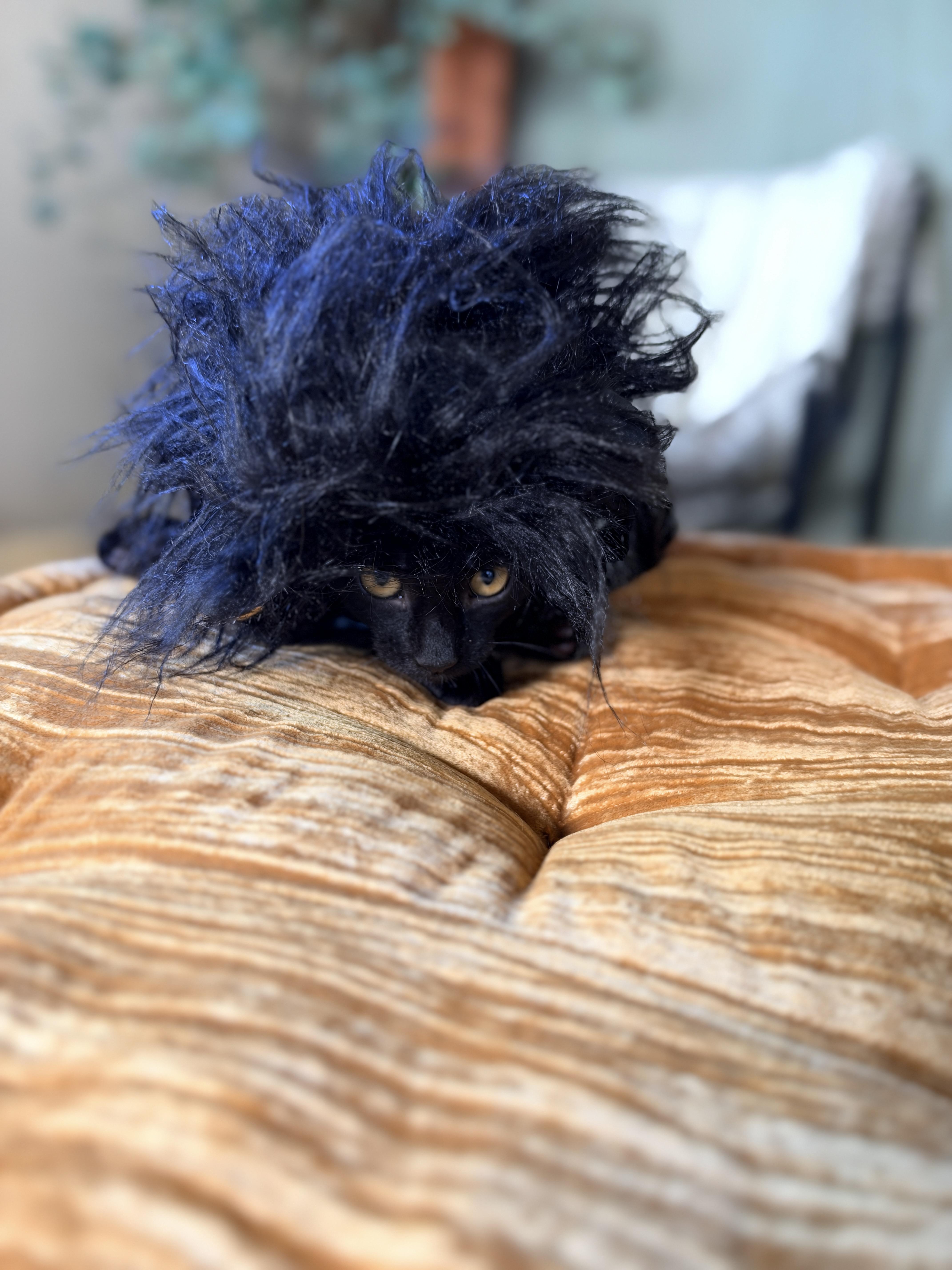 Enlarge Cosmo, a Adoptable Domestic Short Hair in Athens, OH image 3/3