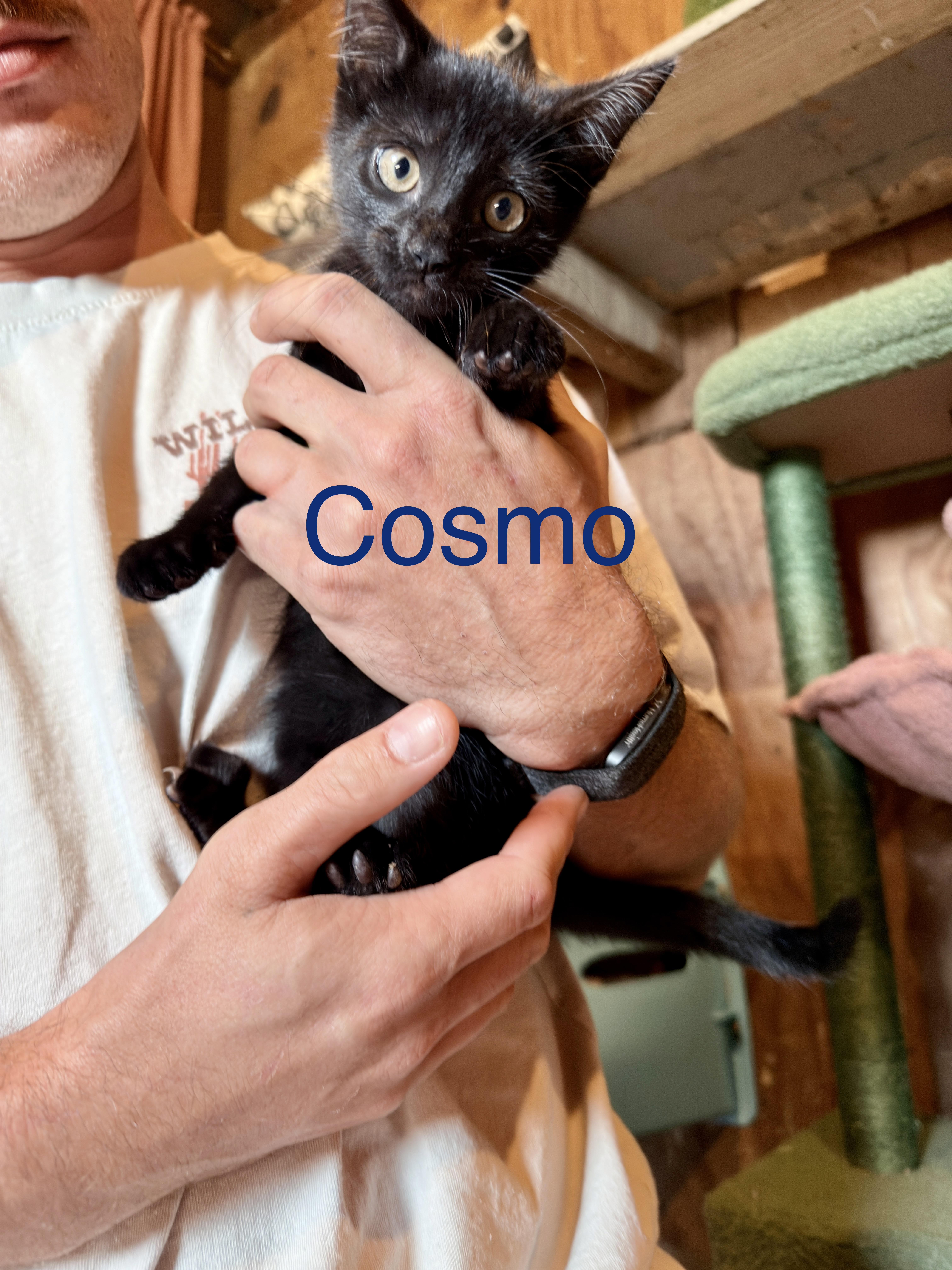 Enlarge Cosmo, a Adoptable Domestic Short Hair in Athens, OH image 1/2
