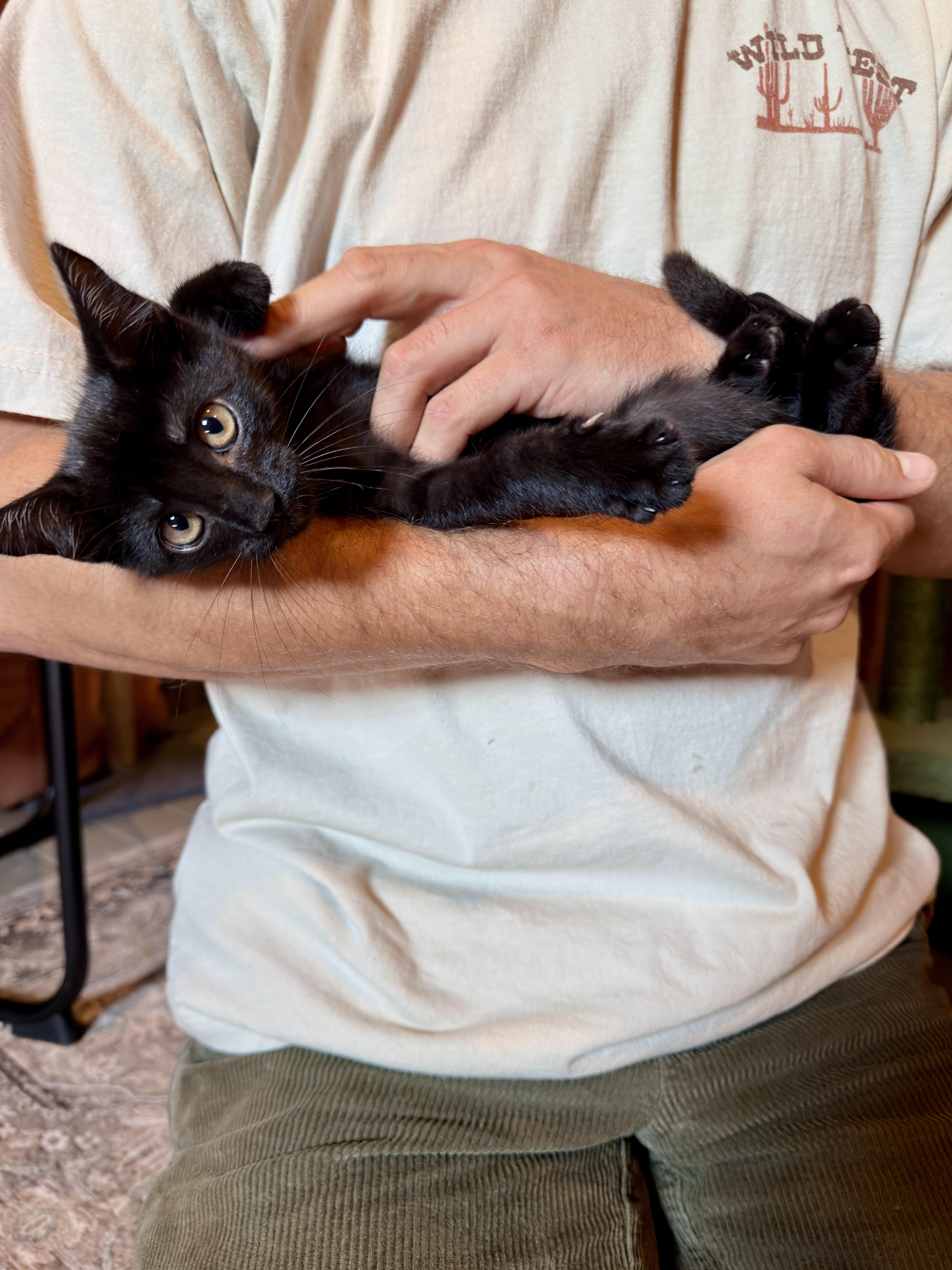 Enlarge Cosmo, a Adoptable Domestic Short Hair in Athens, OH image 2/2