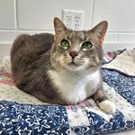 Lucy, ADOPTABLE, Adult Female Domestic Short Hair.