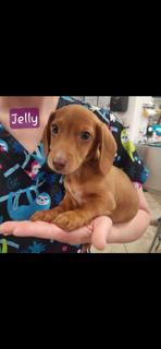 Enlarge Peanut Butter or Jelly? PUPPY!, an adopted Miniature Dachshund in Ashland, OH image 4/5
