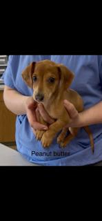 Enlarge Peanut Butter or Jelly? PUPPY!, an adopted Miniature Dachshund in Ashland, OH image 5/5