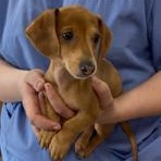 Peanut Butter or Jelly? PUPPY!, adopted, Puppy Male Miniature Dachshund.