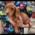 Enlarge Peanut Butter or Jelly? PUPPY!, an adopted Miniature Dachshund in Ashland, OH image 2/5