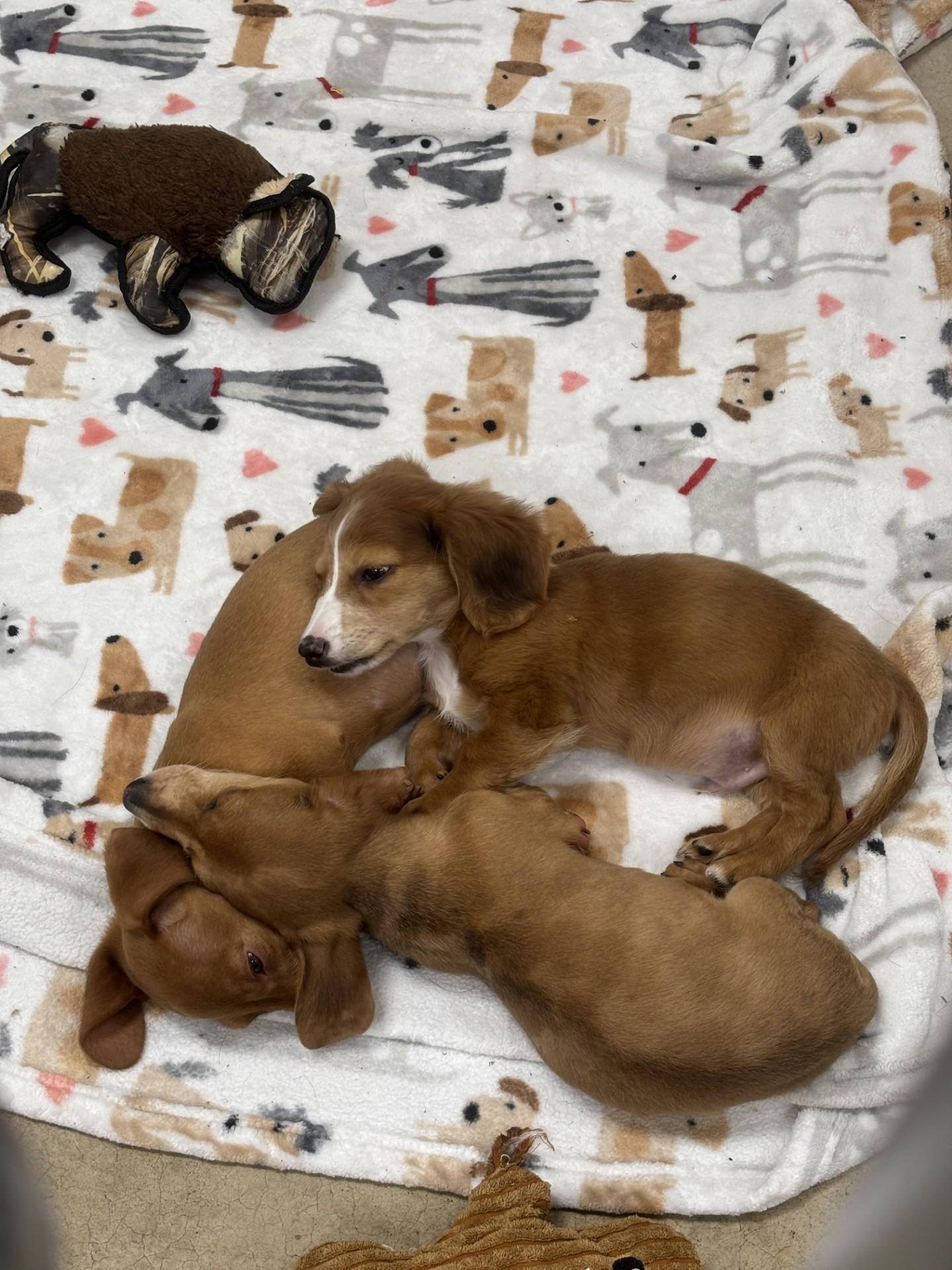 Enlarge Peanut Butter or Jelly? PUPPY!, an adopted Miniature Dachshund in Ashland, OH image 3/5