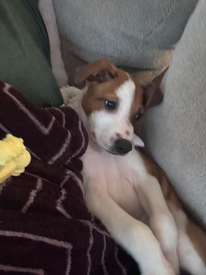 Delano, Adoptable, Puppy Male Australian Cattle Dog / Blue Heeler.