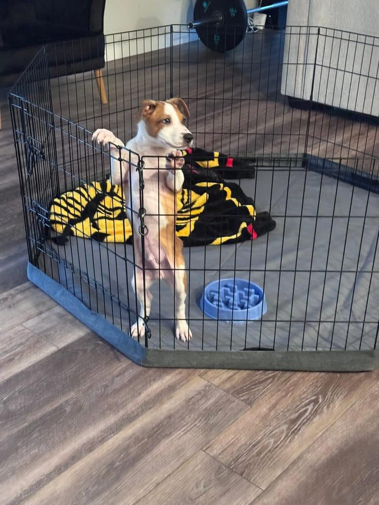 Delano, a Adoptable mixed breed in Colorado Springs, CO image 2/5