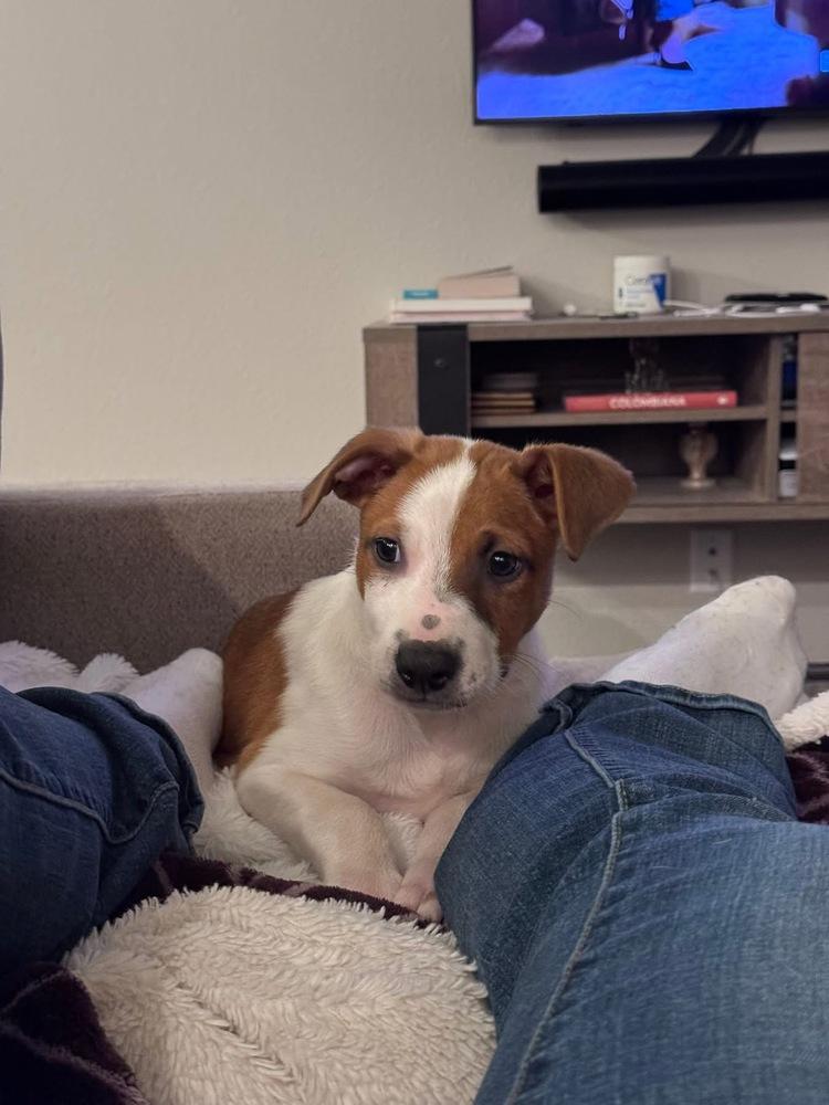 Delano, a Adoptable mixed breed in Colorado Springs, CO image 3/5