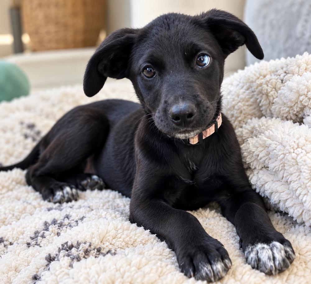 Frannie, Adoptable, Puppy Female Hound.
