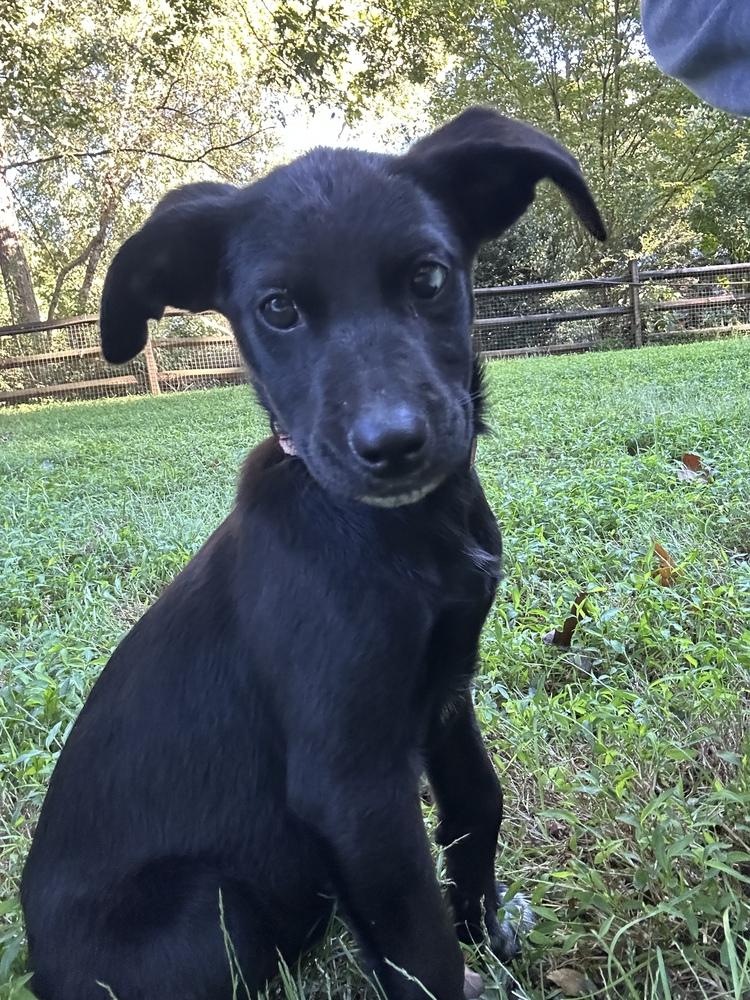 Enlarge Frannie, a Adoptable mixed breed in Mooresville, NC image 2/5