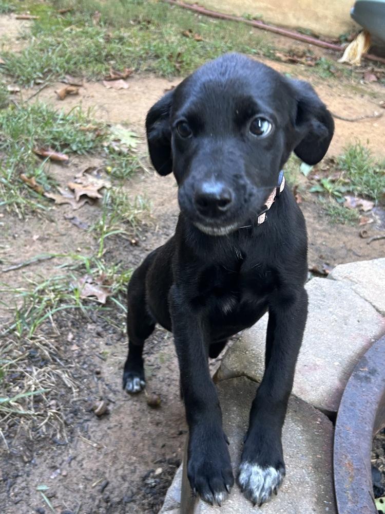 Enlarge Frannie, a Adoptable mixed breed in Mooresville, NC image 3/5