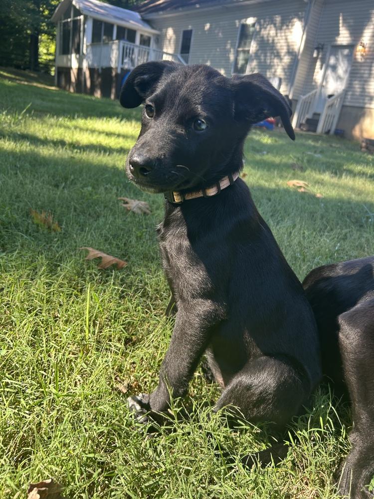 Enlarge Frannie, a Adoptable mixed breed in Mooresville, NC image 4/5