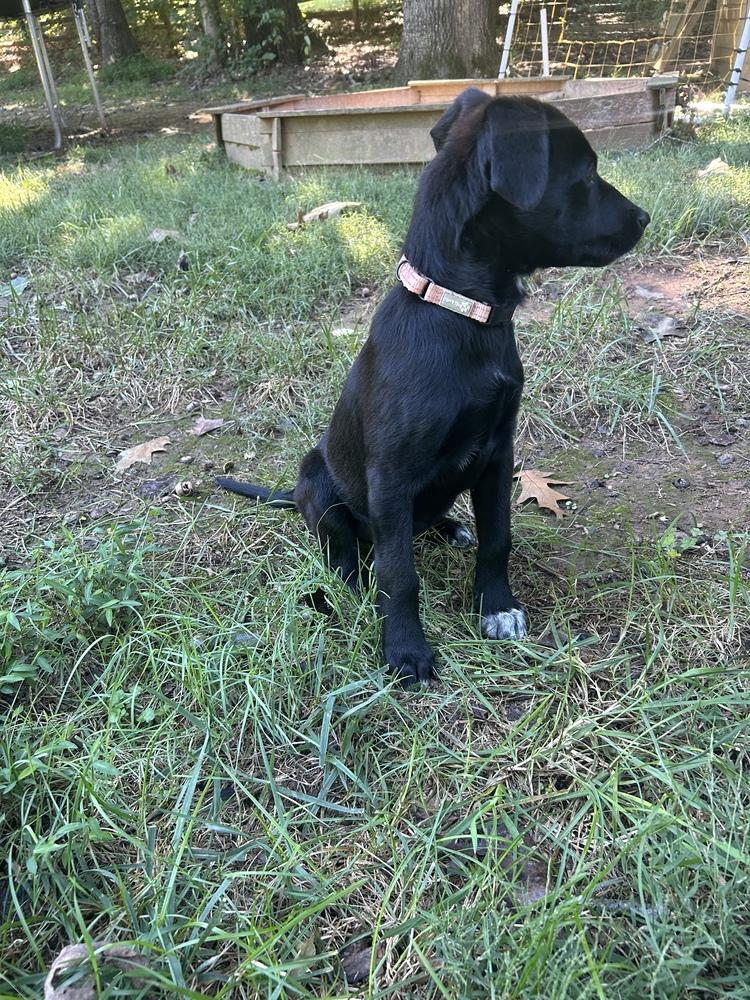 Enlarge Frannie, a Adoptable mixed breed in Mooresville, NC image 5/5