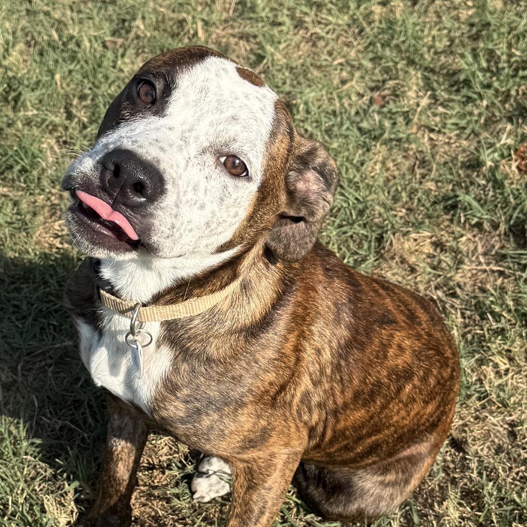 Hatchet, Adoptable, Young Male Pit Bull Terrier & American Staffordshire Terrier.