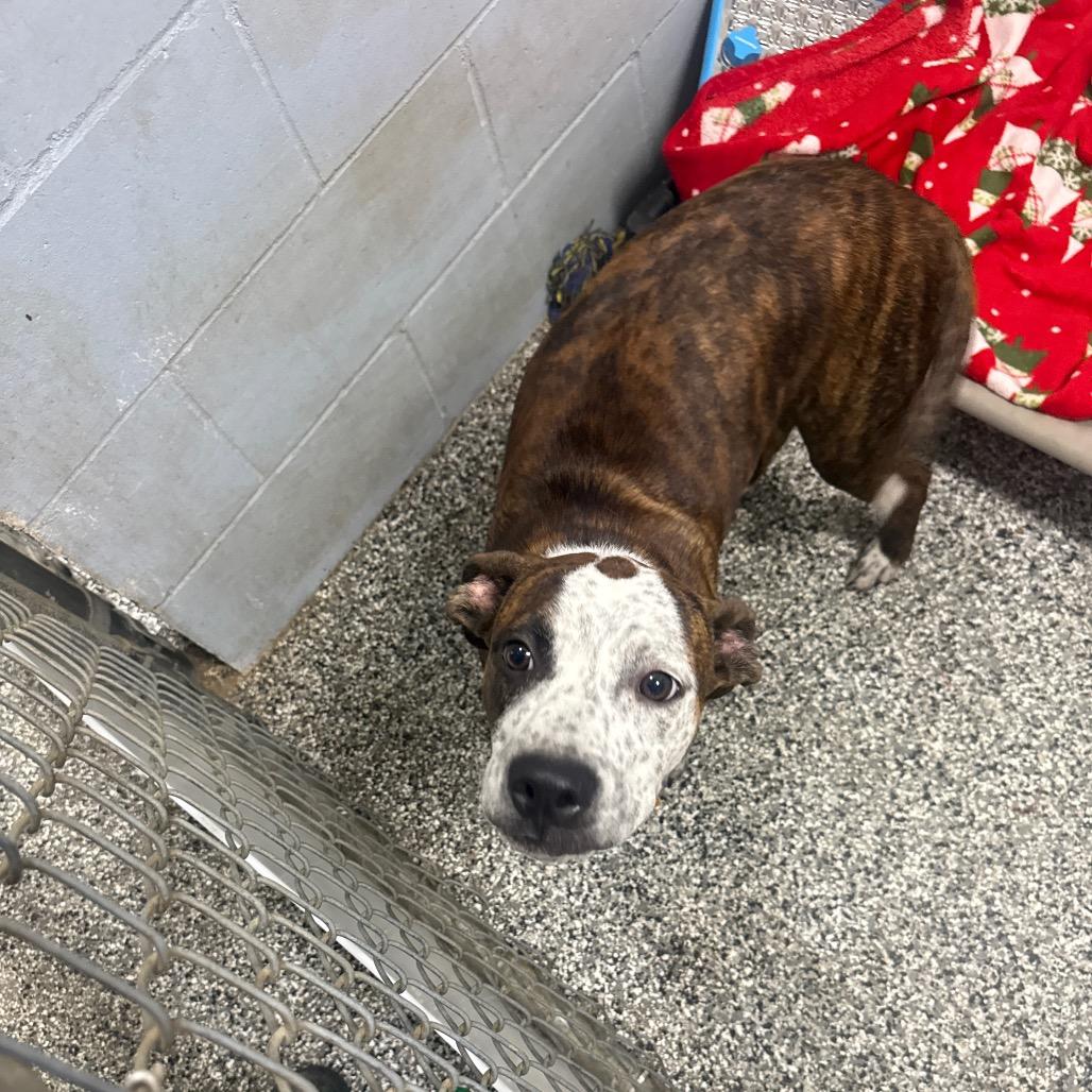 Enlarge Hatchet, a Adoptable mixed breed in Collinsville , OK image 2/2