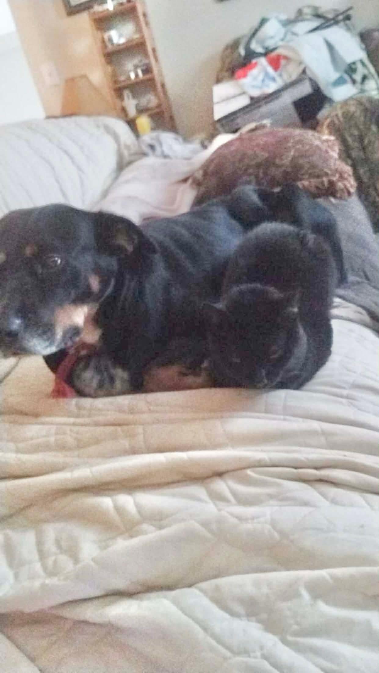 Madaline, Adoptable, Adult Female Hound & Rottweiler.