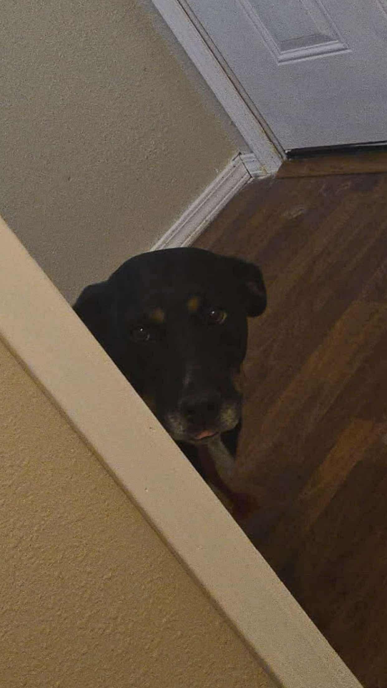 Madaline, a Adoptable mixed breed in Dover, AR image 1/4