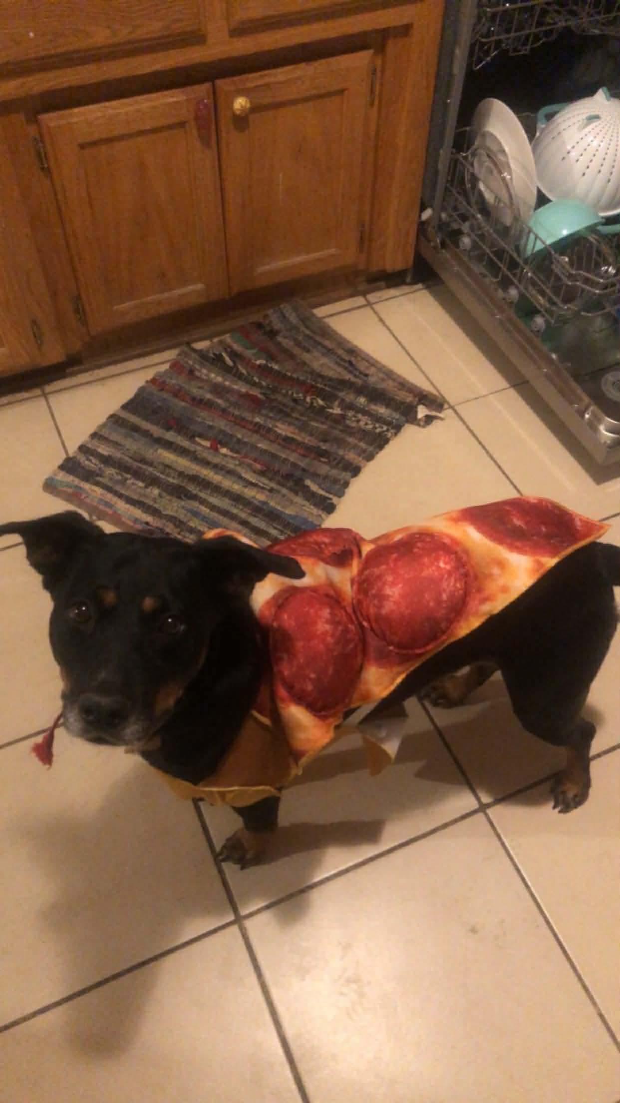 Enlarge Madaline, a Adoptable mixed breed in Dover, AR image 2/6