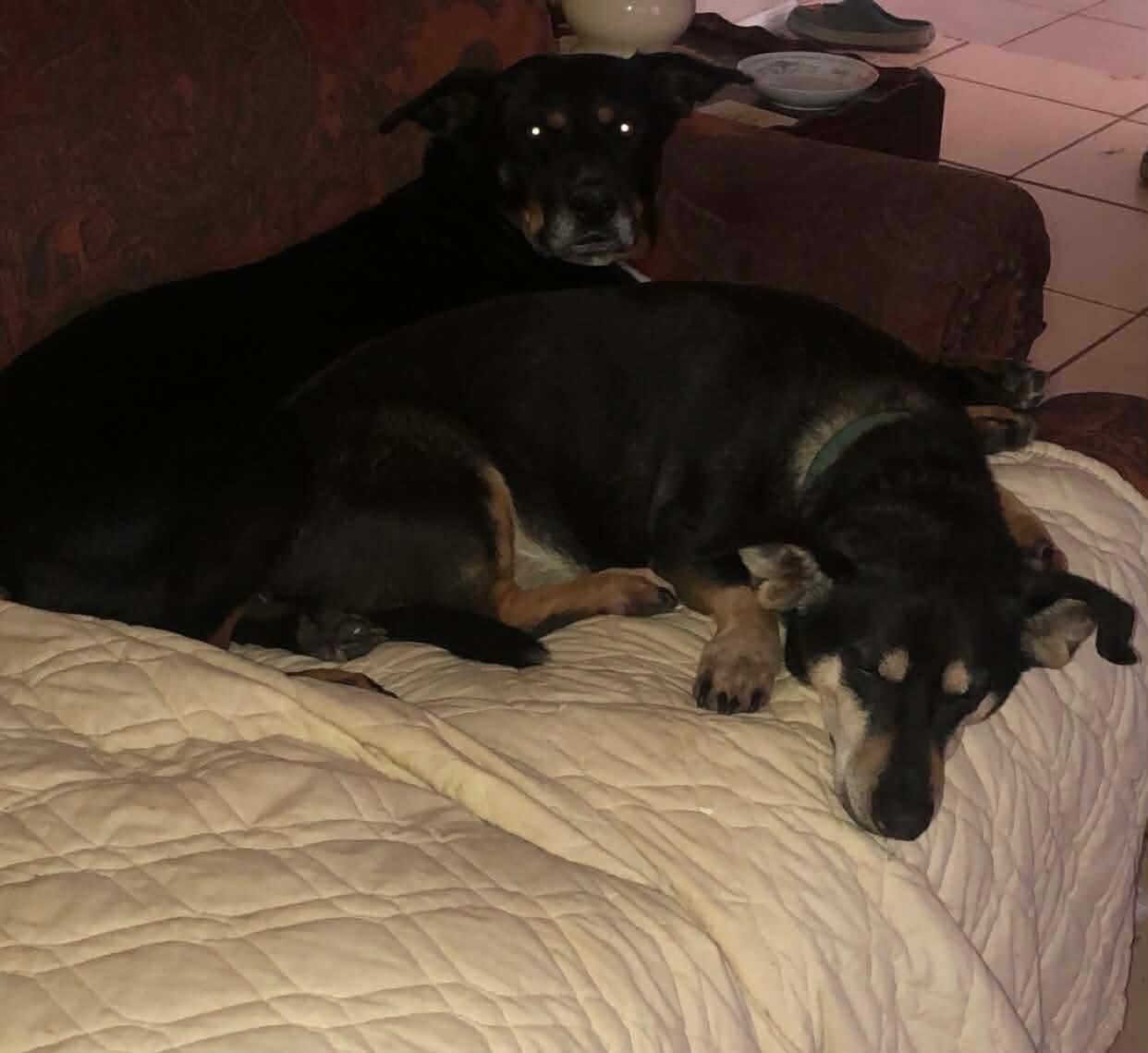 Enlarge Madaline, a Adoptable mixed breed in Dover, AR image 3/6