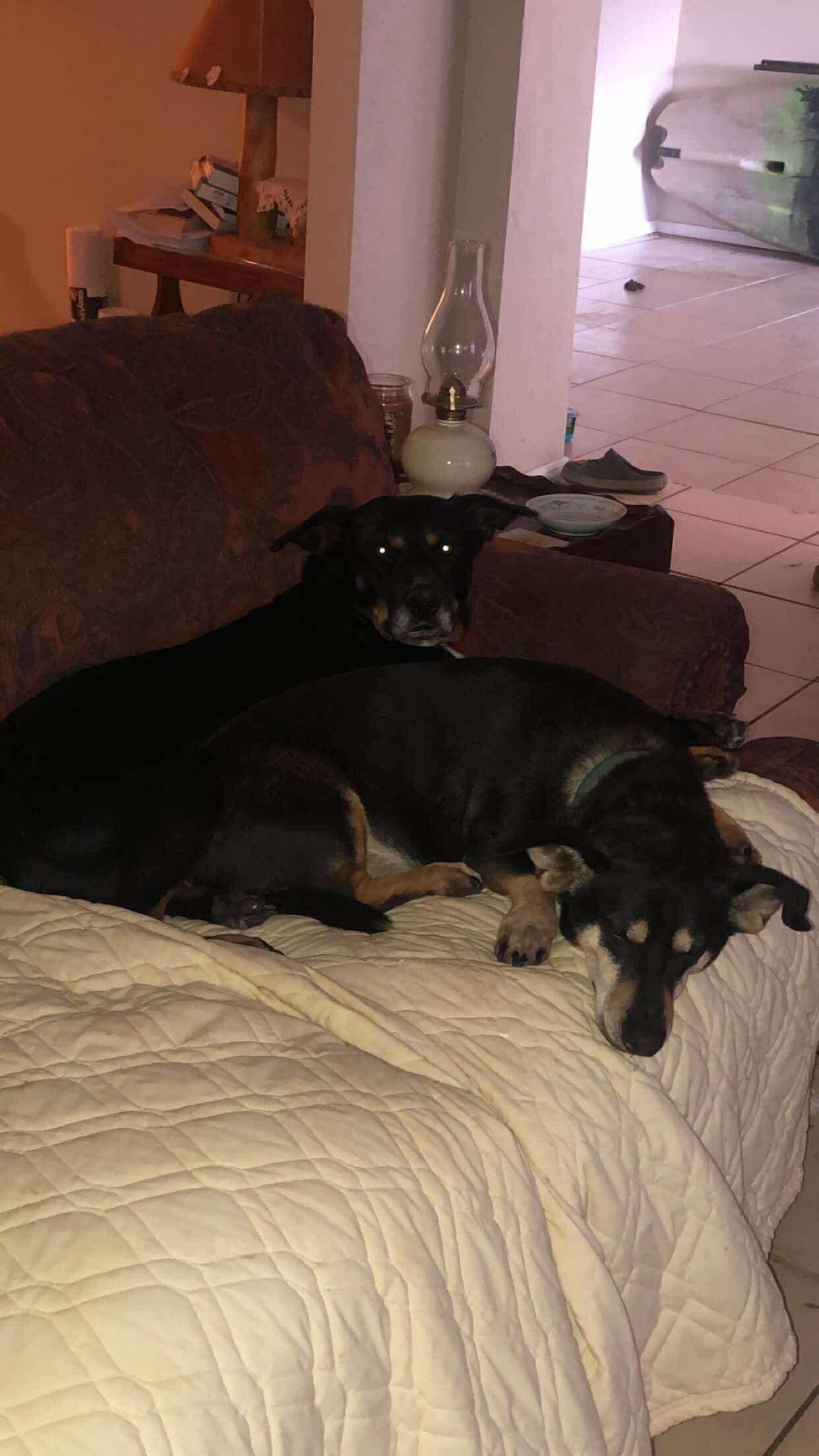 Madaline, a Adoptable mixed breed in Dover, AR image 3/4