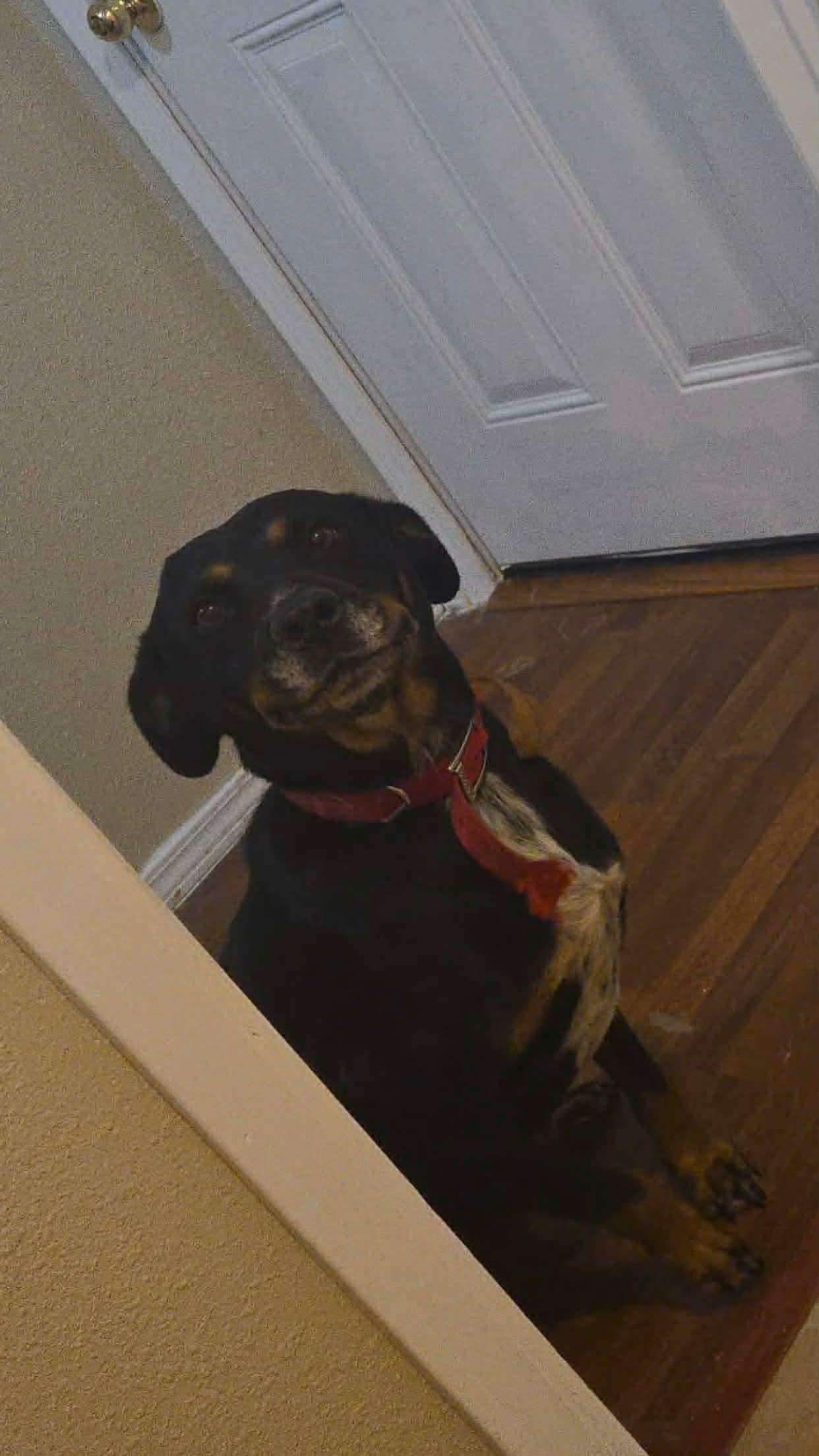 Enlarge Madaline, a Adoptable mixed breed in Dover, AR image 6/6