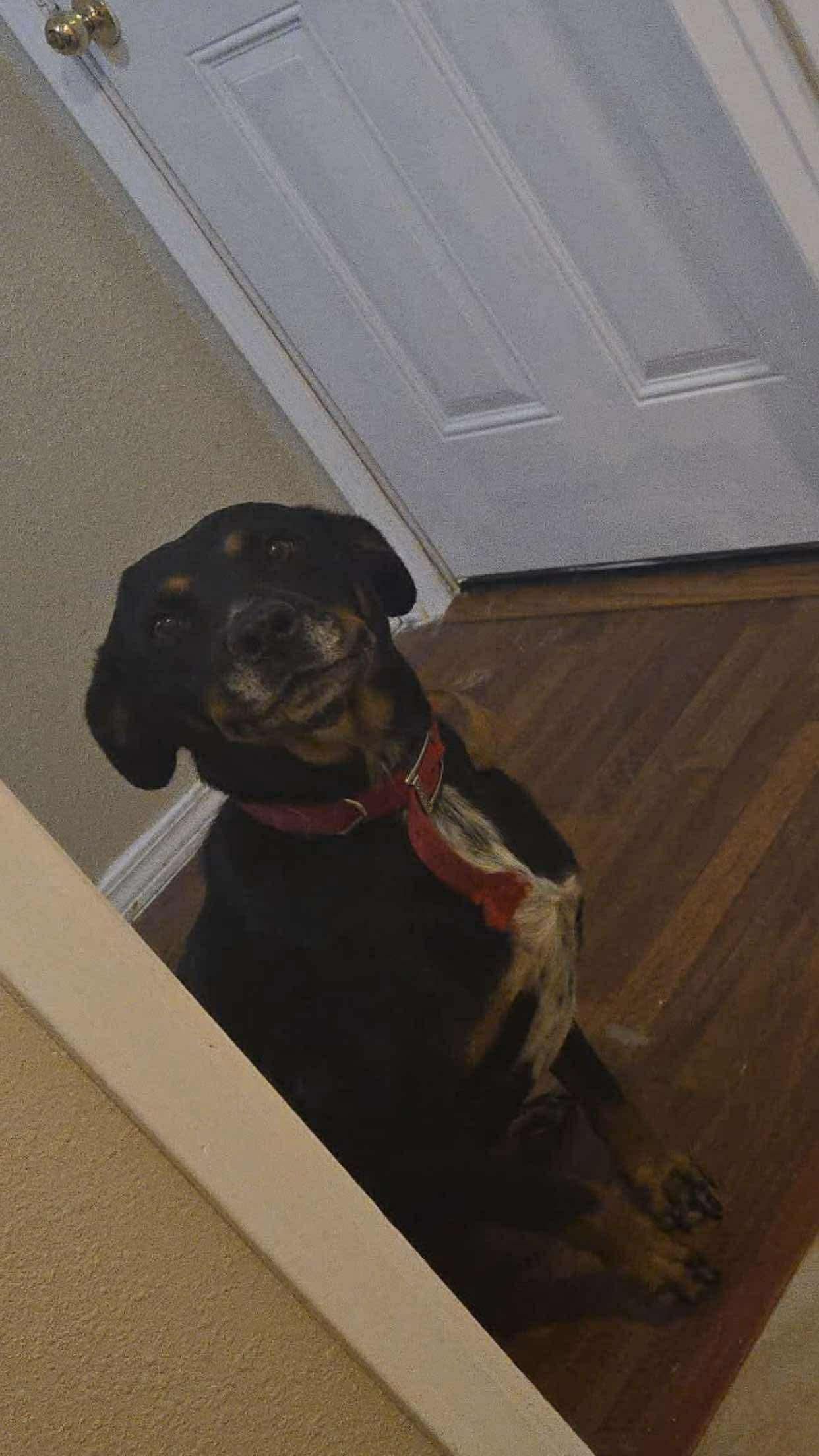 Madaline, a Adoptable mixed breed in Dover, AR image 4/4