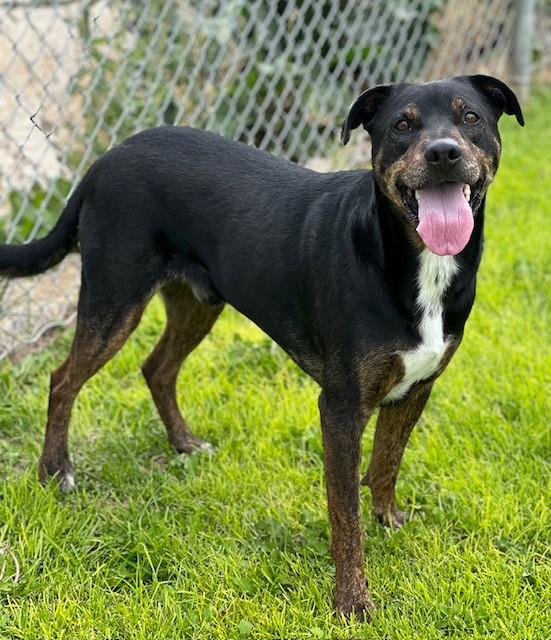 Beefy - 61379014, ADOPTABLE, Adult Male Shepherd.
