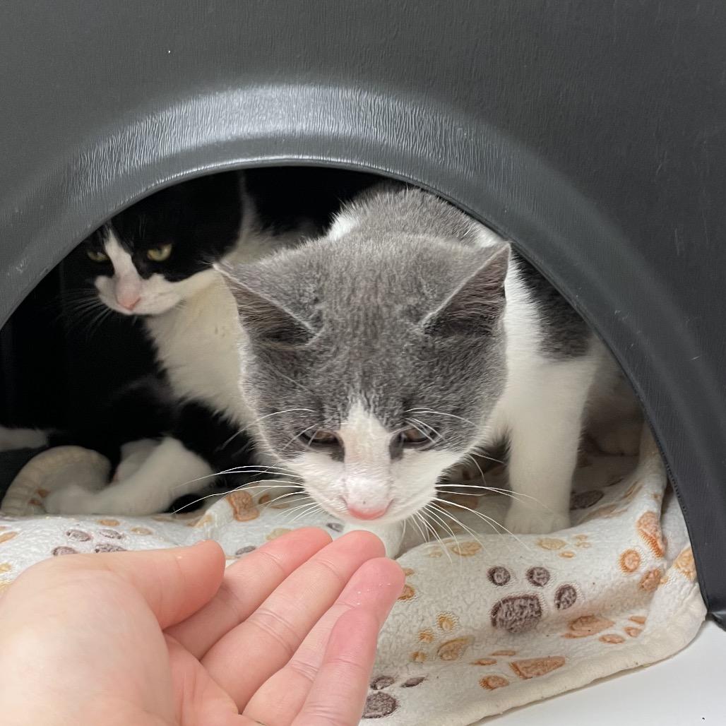 Blaze, Adoptable, Kitten Male Domestic Short Hair.