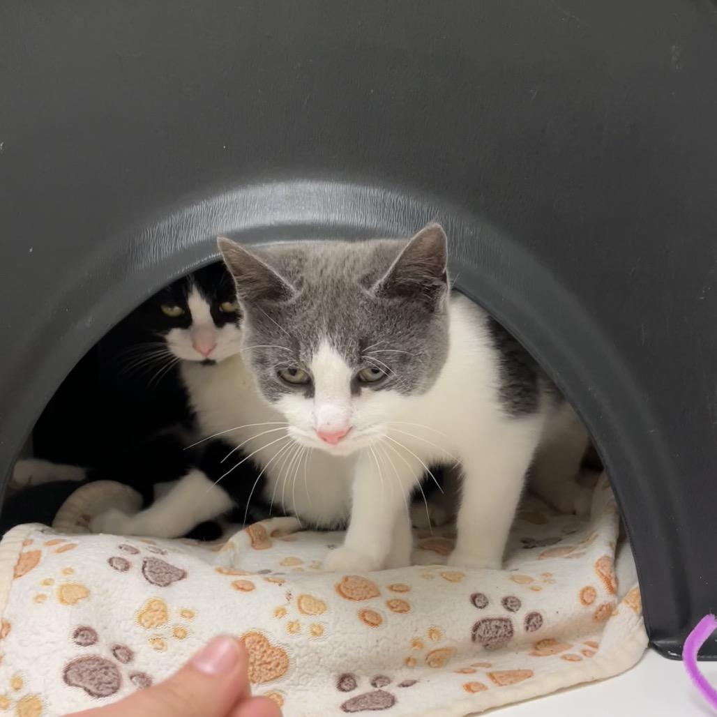 Enlarge Blaze, a Adoptable Domestic Short Hair in Nashville, TN image 2/4