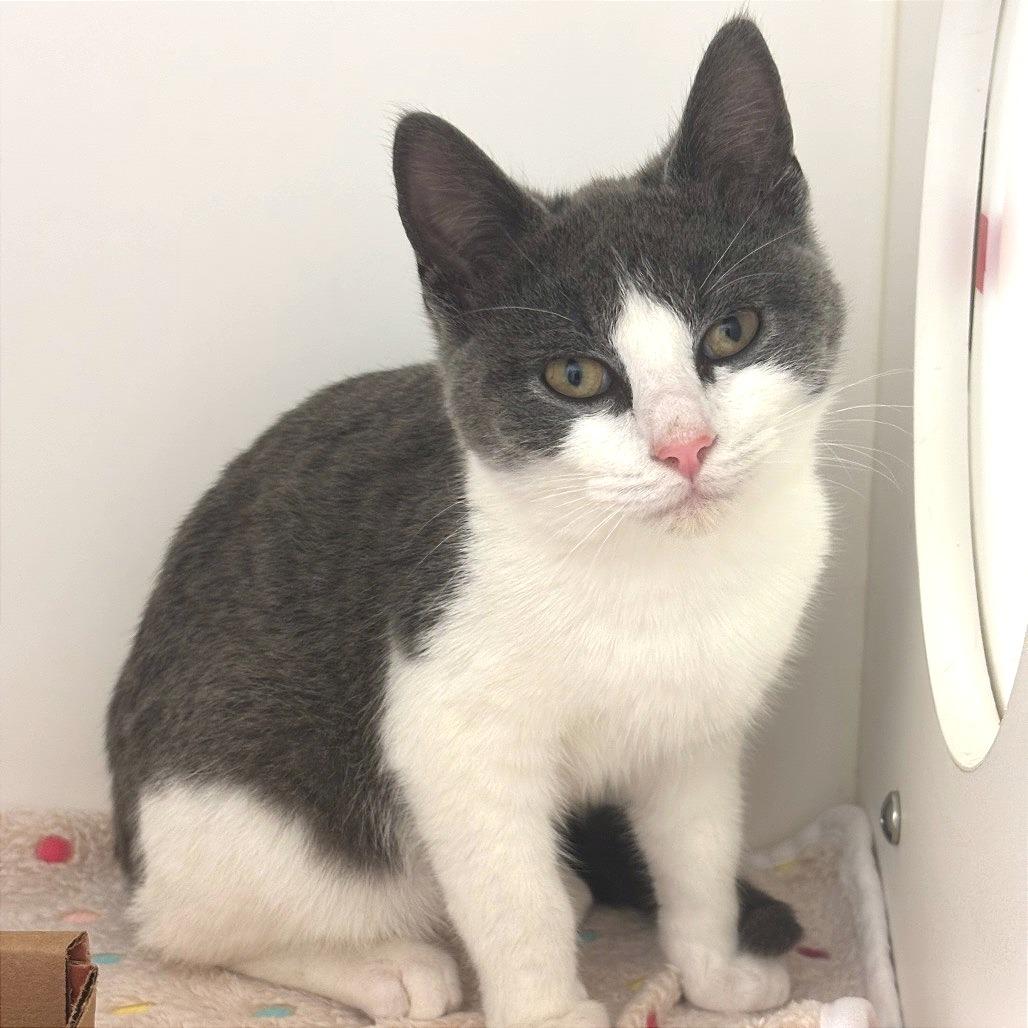 Enlarge Blaze, a Adoptable Domestic Short Hair in Nashville, TN image 3/4