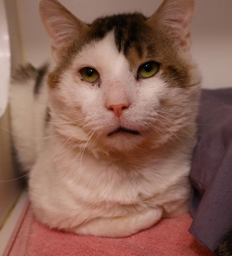 Enlarge Ricky , an adopted Domestic Short Hair in Bloomfield, NJ image 3/5