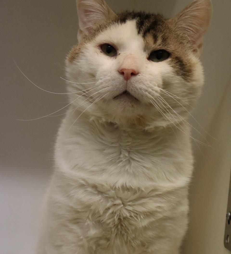 Enlarge Ricky , an adopted Domestic Short Hair in Bloomfield, NJ image 5/5