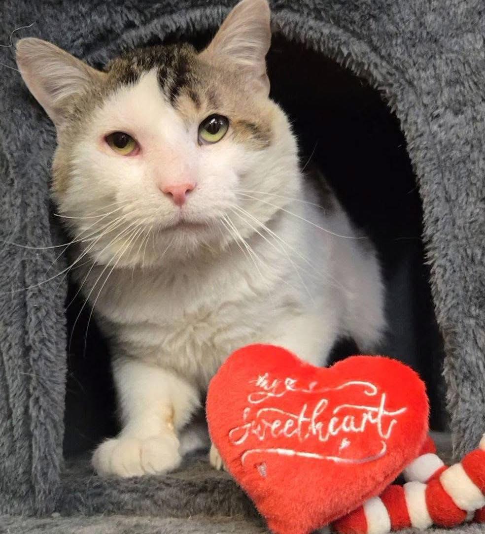 Enlarge Ricky , an adopted Domestic Short Hair in Bloomfield, NJ image 1/5