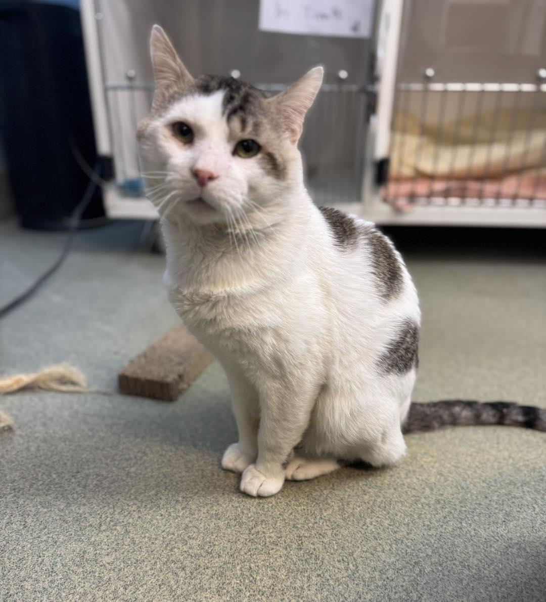 Enlarge Ricky , an adopted Domestic Short Hair in Bloomfield, NJ image 2/5