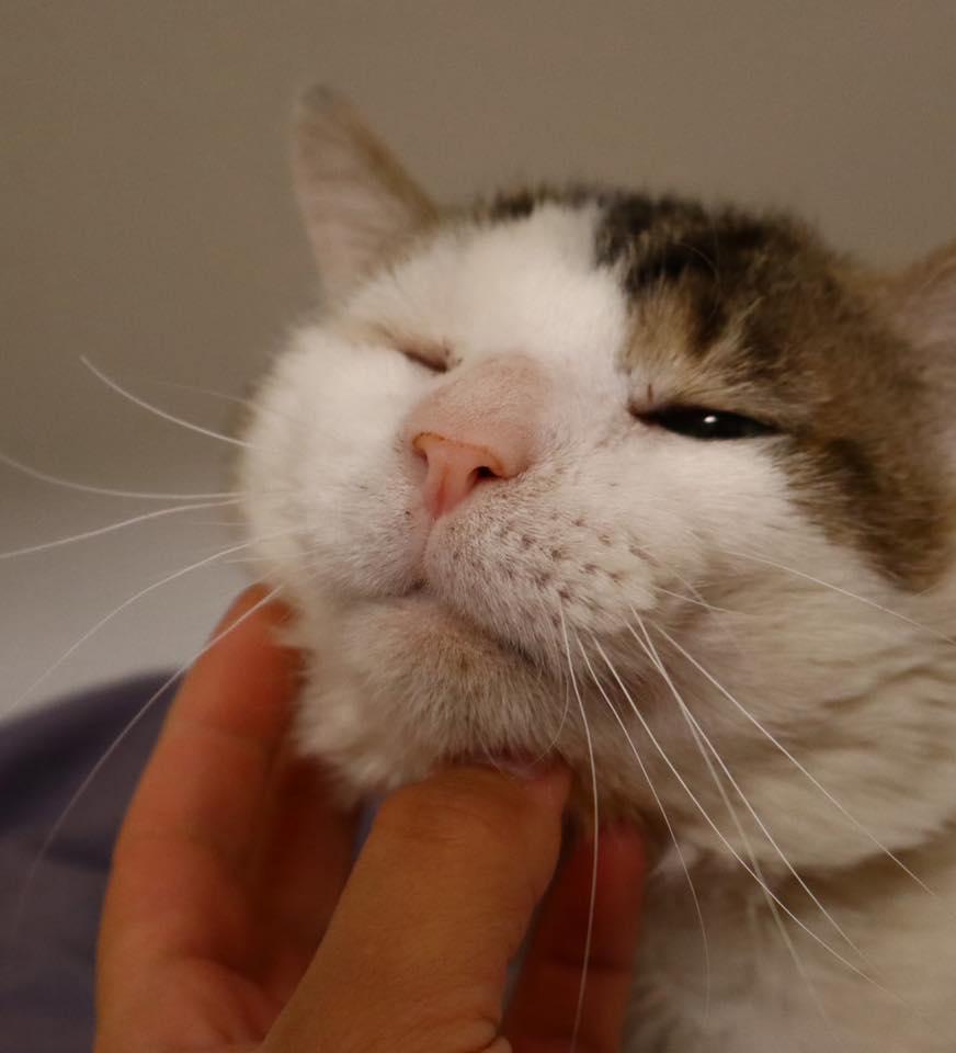 Enlarge Ricky , an adopted Domestic Short Hair in Bloomfield, NJ image 4/5