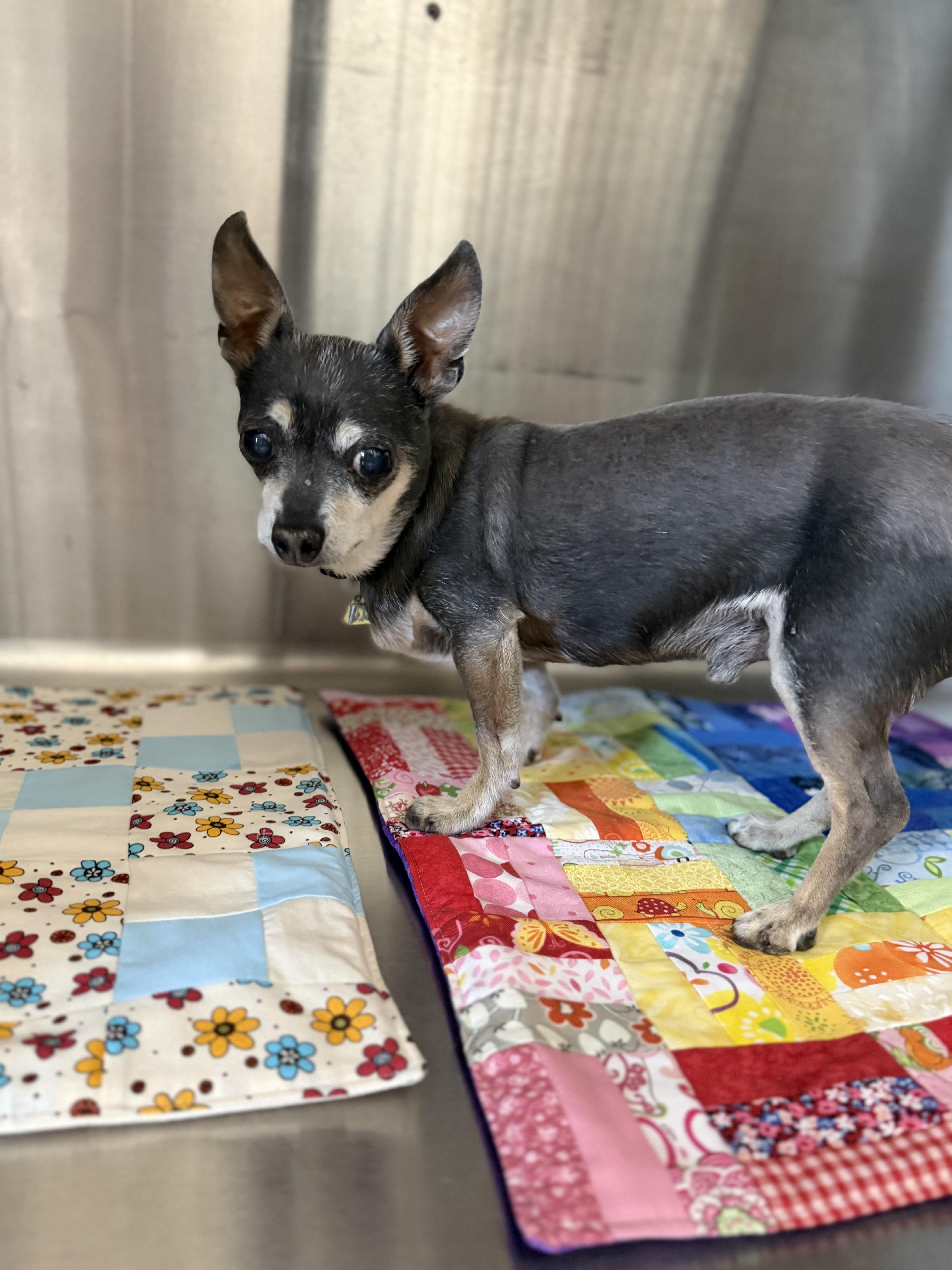 Buster, Adoptable, Senior Male Chihuahua.