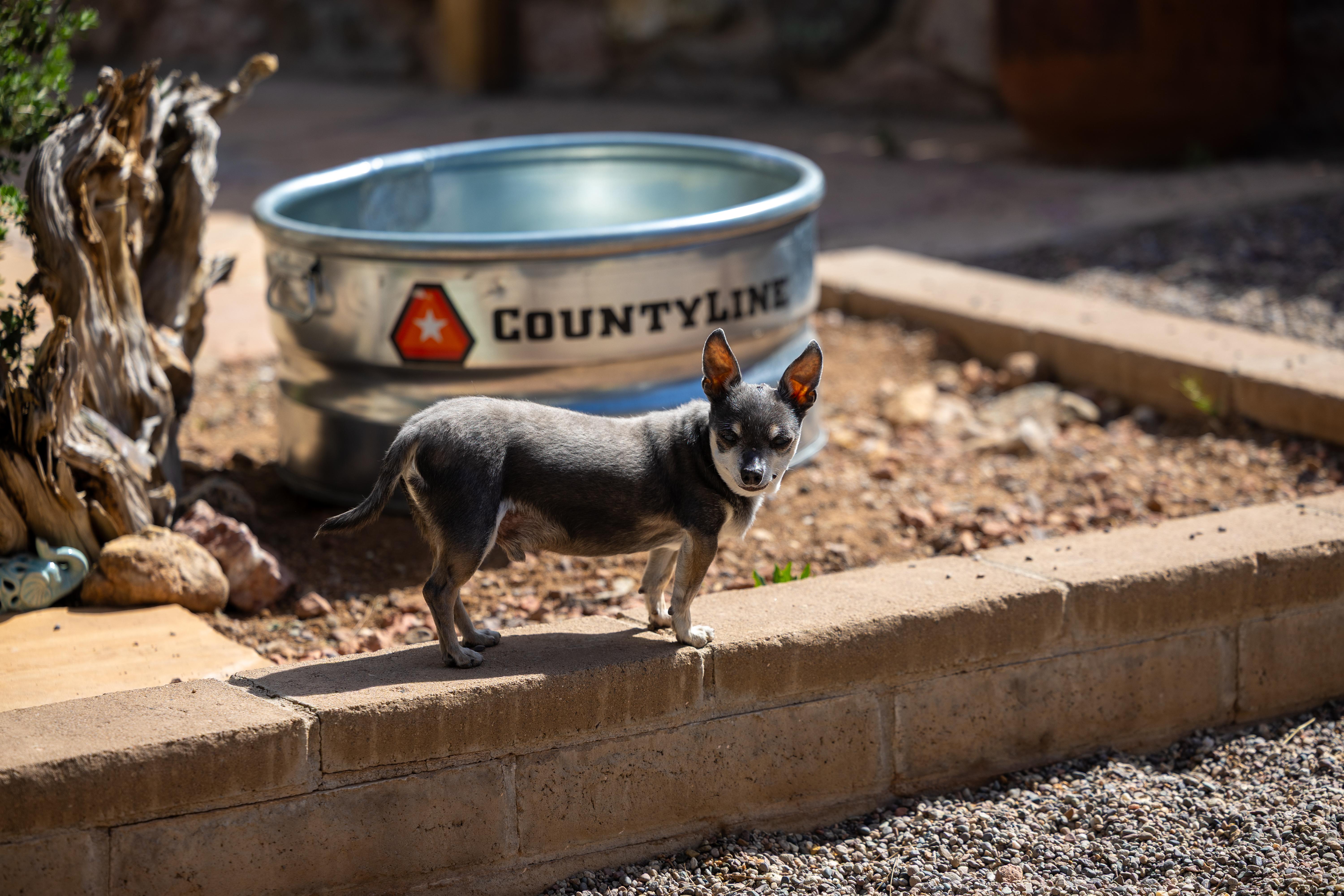 Buster, Adoptable, Senior Male Chihuahua.