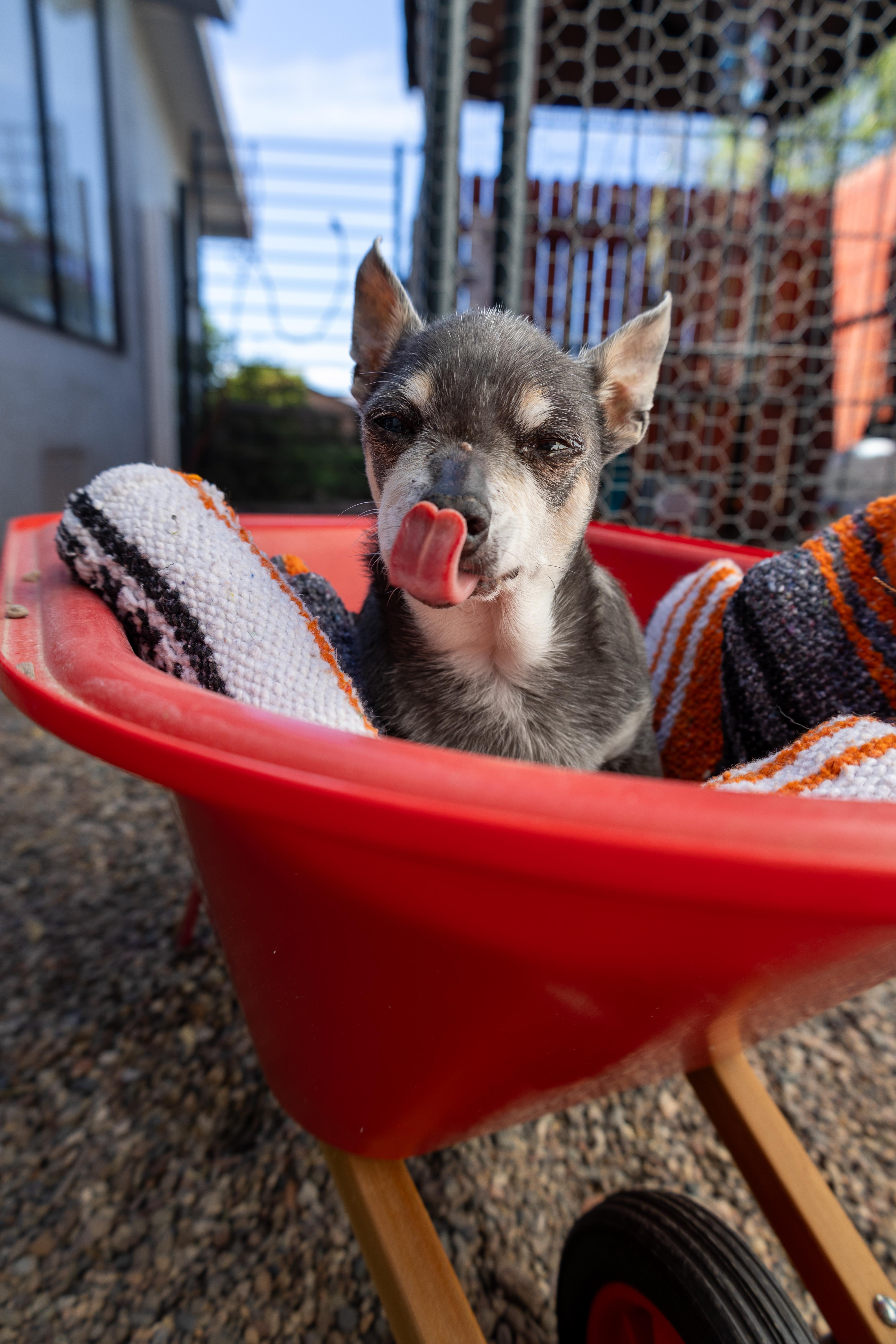 Enlarge Buster, an adopted Chihuahua in Clarkdale, AZ image 4/6