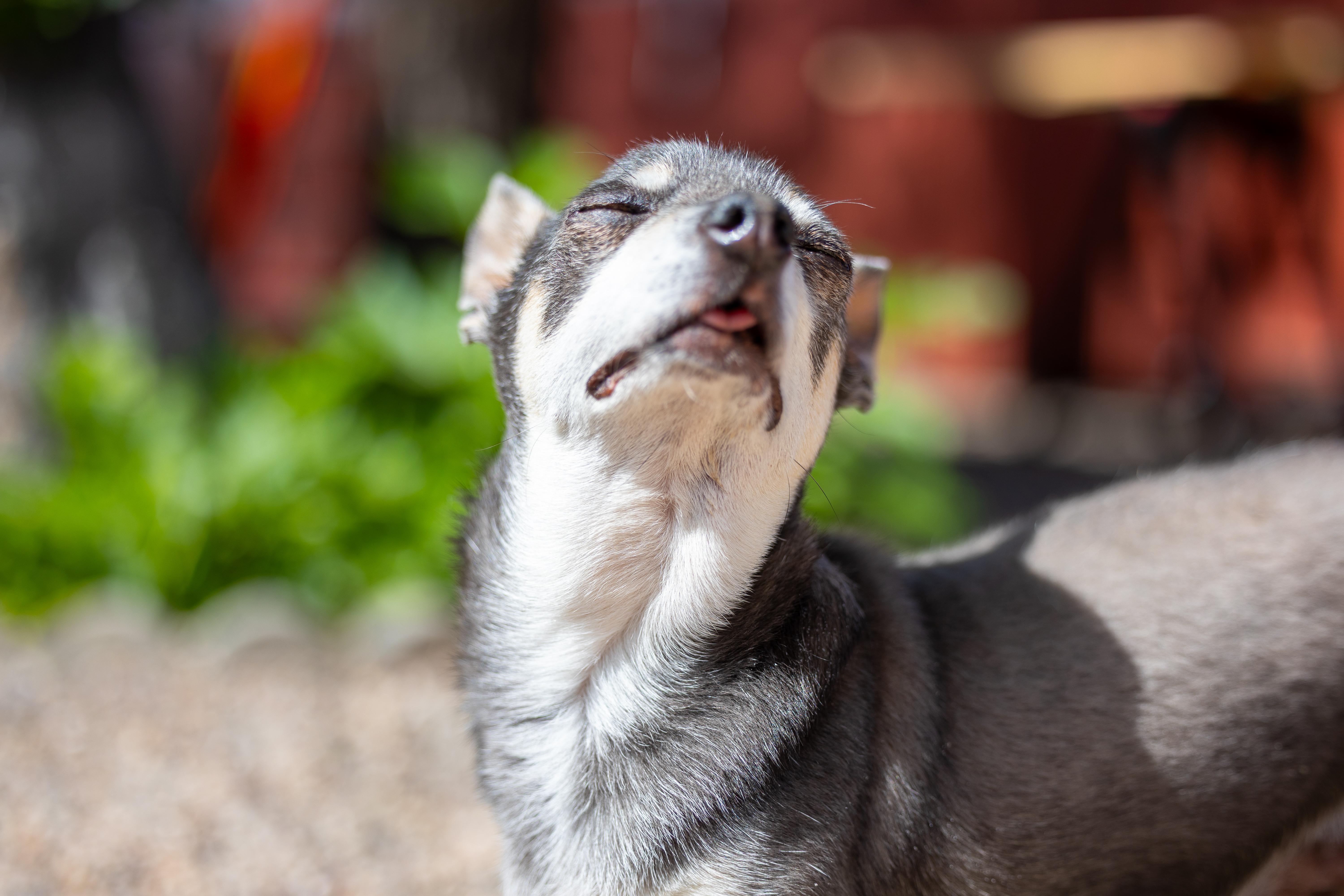 Enlarge Buster, an adopted Chihuahua in Clarkdale, AZ image 3/6