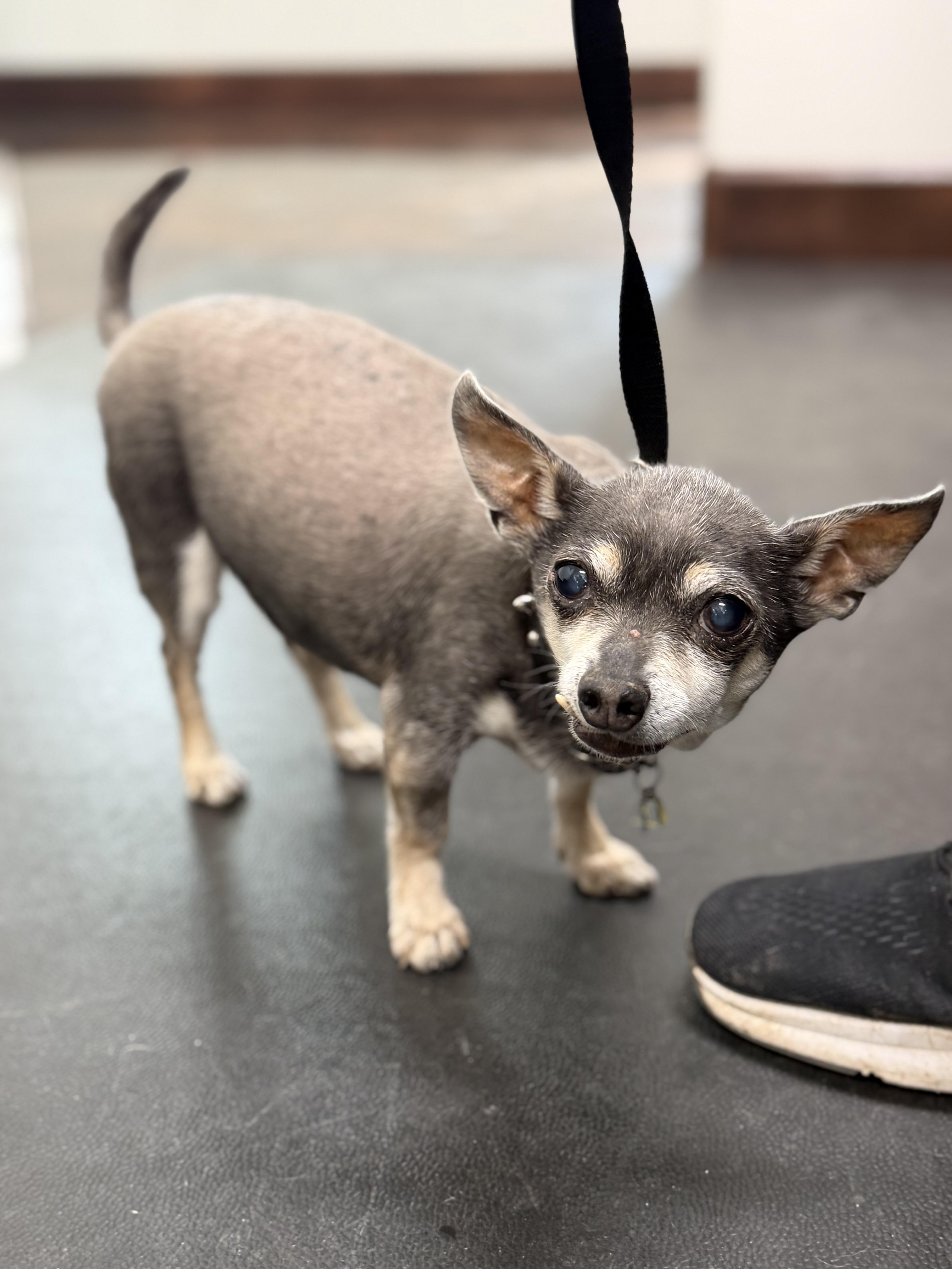 Enlarge Buster, a Adoptable Chihuahua in Clarkdale, AZ image 4/6